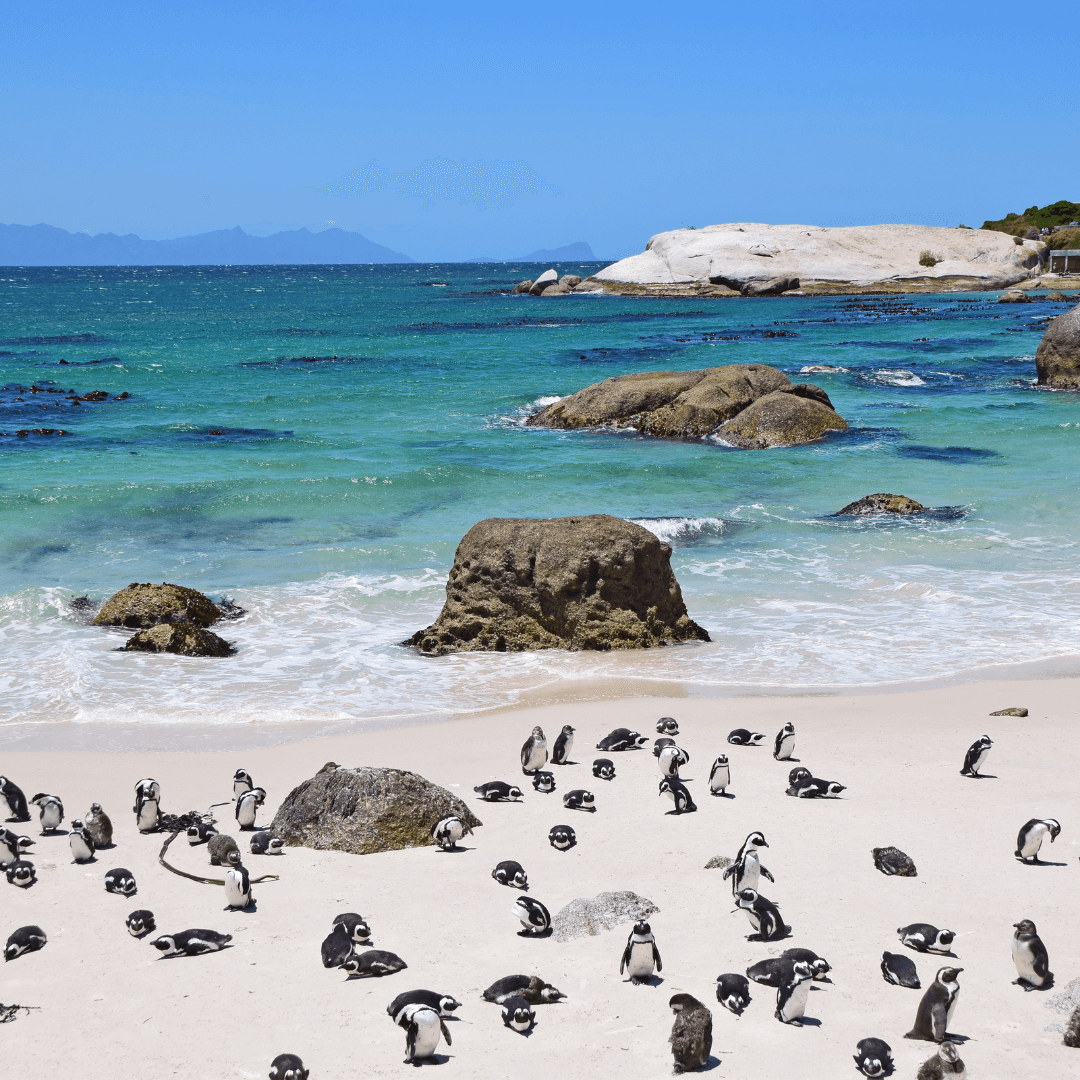 African penguins at Boulders Beach, Simon's Town